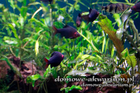 purple barbel - Pethia nigrofasciata
