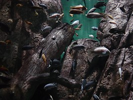 Aquarium des Malawi-See-Biotops