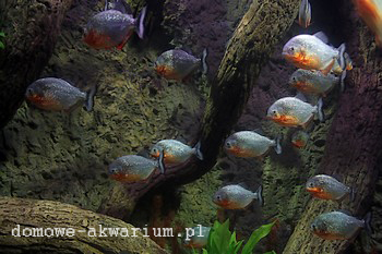 Spezialaquarium mit Piranhas