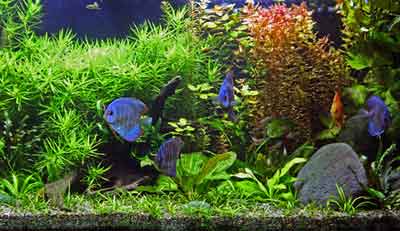 aquarium with discs and plants