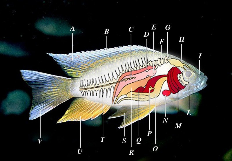 Esquema del cuerpo del pez