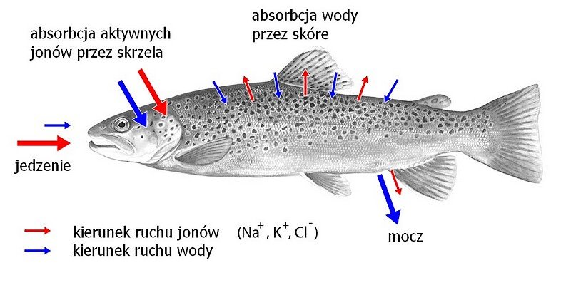 Schema des Wasser- und Ionenflusses bei Süßwasserfischen