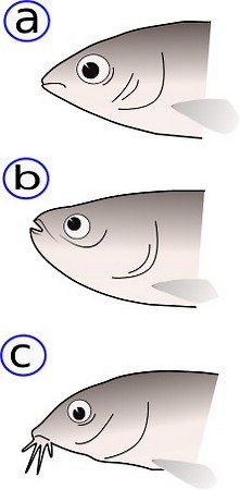 Die Position der Fischmaulöffnung