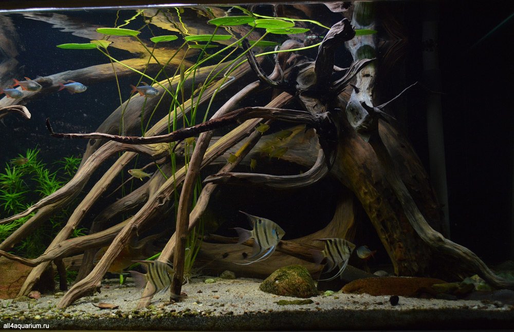 Biotope of the Amazon