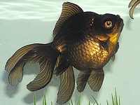 Goldfish variedad Blackmoor