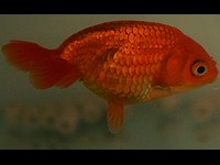 Goldfish variedad egg fish