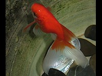 Goldfish variedad Fantail
