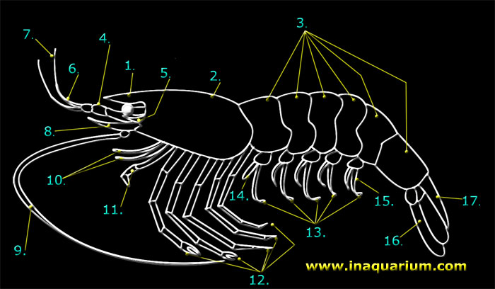 external structure of the shrimp