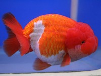 Goldfish variedad lionchu