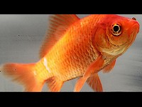Goldfish variedad básica