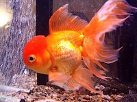 Goldfish variedad oranda