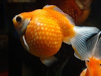 Goldfish variedad perlascala