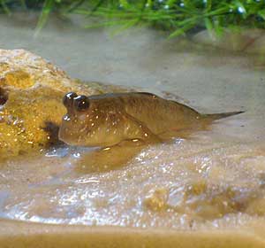 Atlantic mudskipper in an aquarium