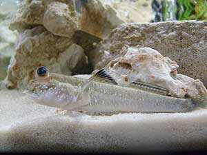 Modersprungfisch im Aquarium