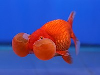 Goldfish variedad de burbuja ojos