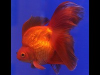 Goldfish variedad ryukin
