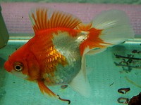 Goldfish variedad tosakin