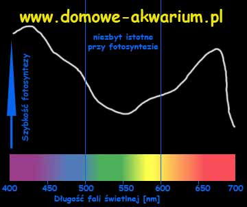 Wellenlängen des Lichts und Fotosynthese im Aquarium