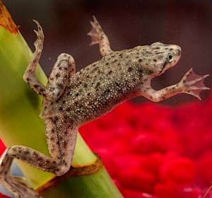 frog in aquarium