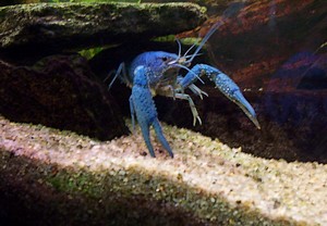 cangrejo azul de florida Procambarus alleni