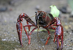 cangrejo rojo de río Procambarus clarkii