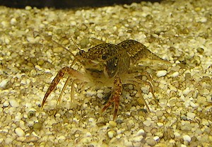 cangrejo mármol Procambarus fallax f. virginalis