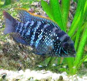blue acara Andinoacara pulcher