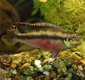 cíclido joya Pelvicachromis pulcher