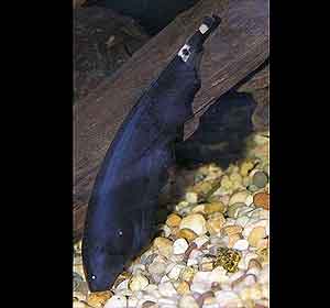 black ghost knifefish Apteronotus albifrons