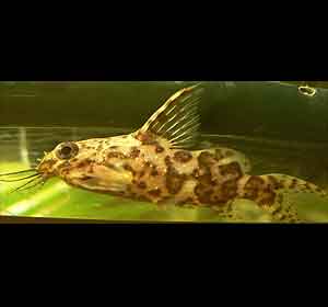 upside-down catfish Synodontis nigriventris