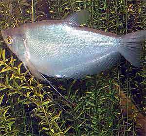 moonlight gourami Trichogaster microlepis