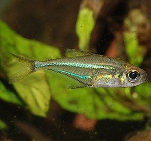 sardina heterocharax virgulatus