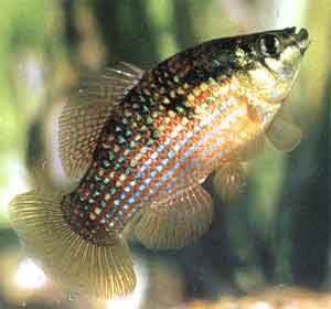 flagfish Jordanella floridae
