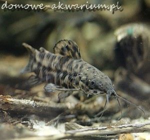 pez gato moteado Megalechis thoracata