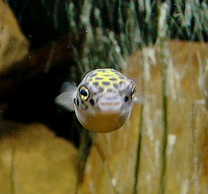 pez globo de río Tetraodon Fluviatilis