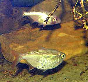 pez ciego de la cueva Astyanax mexicanus