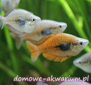 goldie river rainbowfish melanotaenia parva