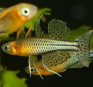 pez arcoíris de gertrude Pseudomugil gertrudae
