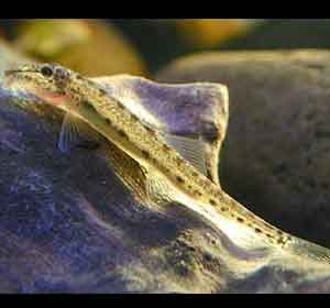 pez pipeta Acanthopsis choirorhynchus