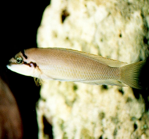 chalinochromis brichardi Chalinochromis brichardi