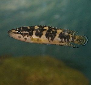 gombe cichlid julidochromis transcriptus