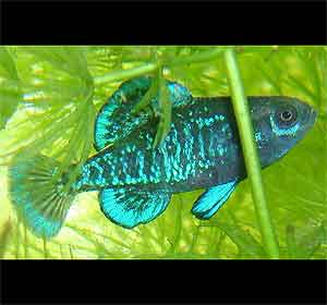 pygmy sunfish Elassoma evergladei