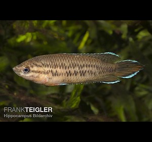 brown spike-tailed paradise fish Pseudosphromenus dayi