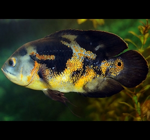 oscar fish Astronotus ocellatus