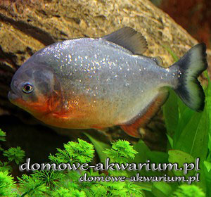 red-bellied piranha Serrasalmus nattereri