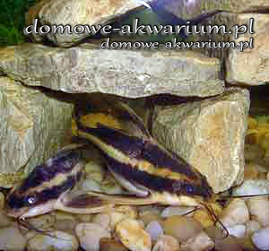 striped raphael catfish Platydoras armatulus