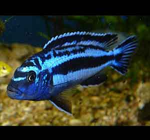 ciclido azul de maingano Melanochromis cyaneorhabdos