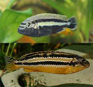 auratus cichlid Melanochromis auratus