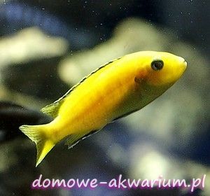 cíclido amarillo Labidochromis Caeruleus