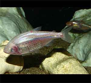 blind cave fish Astyanax fasciatus mexicanus